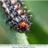 melitaea interrupta daghestan larva7d